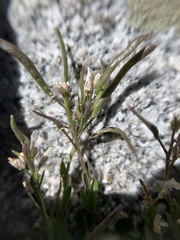Boechera shevockii