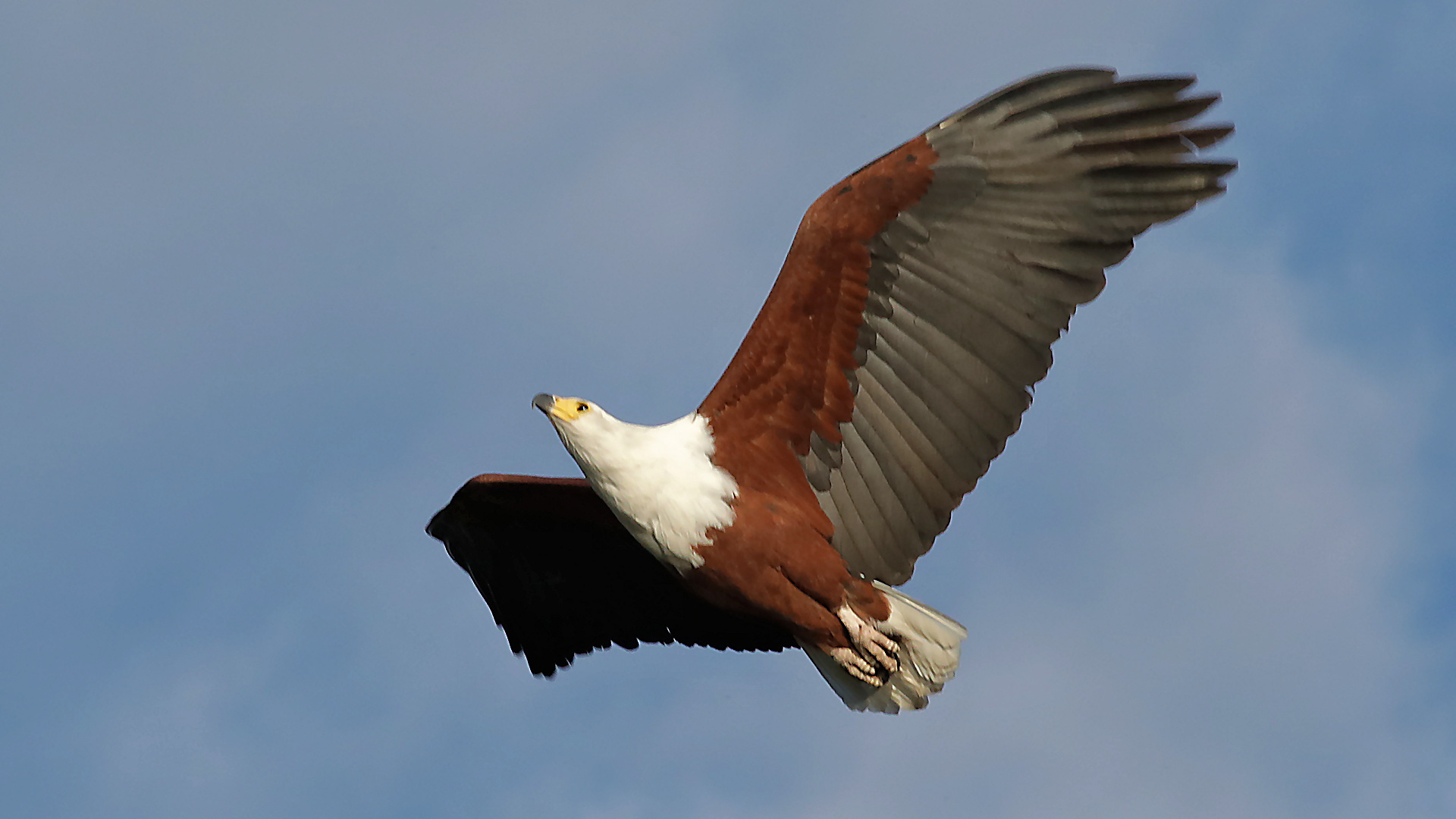 African Fish-Eagle illustration