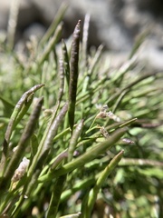 Boechera shevockii