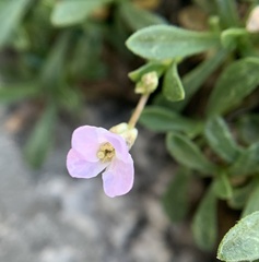 Boechera shevockii