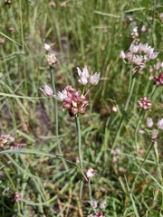 Allium geyeri