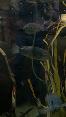 Sarotherodon linnellii