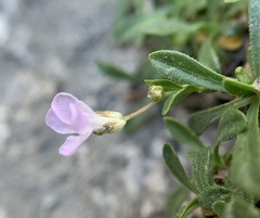 Boechera shevockii