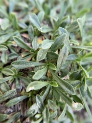 Boechera shevockii