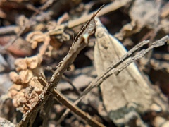 Dichomeris punctidiscellus