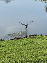 Egretta tricolor image