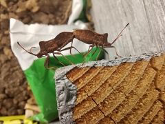 Coreus marginatus