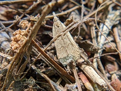 Dichomeris punctidiscellus