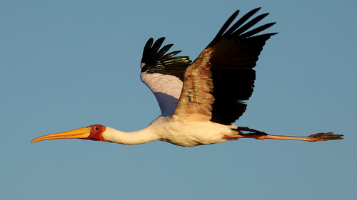 Yellow-billed Stork