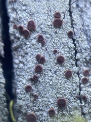 Ophioparma rubricosa