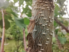 Coreus marginatus