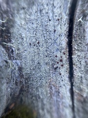 Ophioparma rubricosa