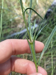 Crotalaria purshii
