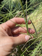 Crotalaria purshii