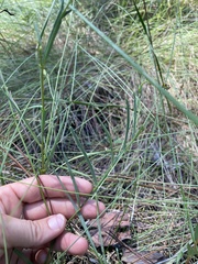 Crotalaria purshii