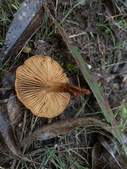 Pholiota communis