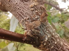 Coreus marginatus