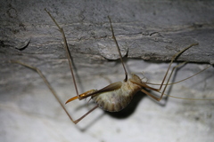 Hadenoecus subterraneus