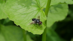 Eristalis saxorum