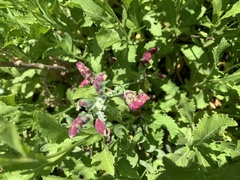 Norvellina chenopodii