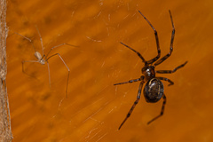 Steatoda castanea