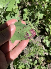 Norvellina chenopodii