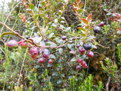 Vaccinium floribundum