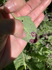 Norvellina chenopodii