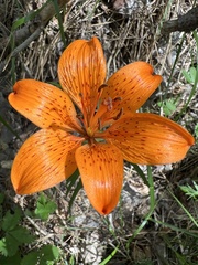 Lilium bulbiferum