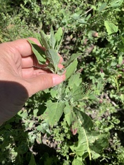 Norvellina chenopodii