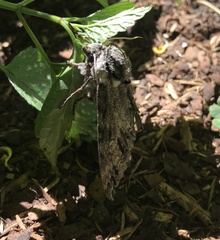 Ceratomia undulosa