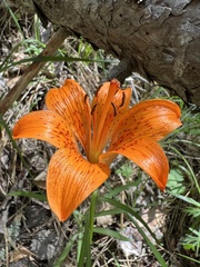 Lilium bulbiferum