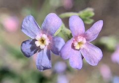 Hackelia velutina