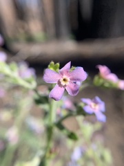 Hackelia velutina