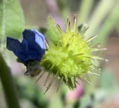 Hackelia velutina