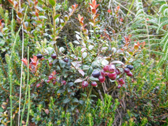 Vaccinium floribundum