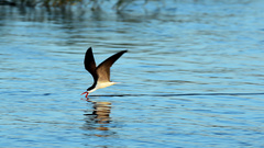African Skimmer photo 5