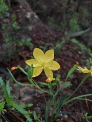 Sisyrinchium pringlei