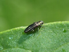 Agrilini