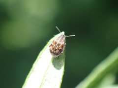 Acanthoscelides