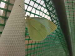 Pieris brassicae