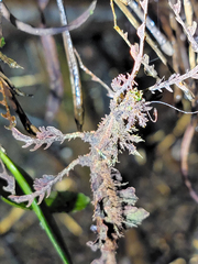 Trychopeplus laciniatus