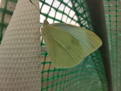 Pieris brassicae