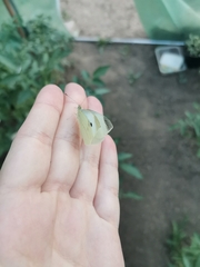 Pieris brassicae