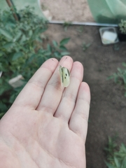 Pieris brassicae