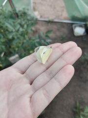 Pieris brassicae