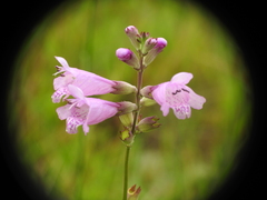 Physostegia purpurea