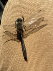 Cordulia shurtleffii