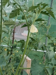 Pieris brassicae