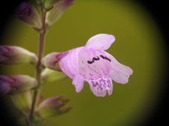 Physostegia purpurea